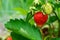 Ripe red strawberries are growing in the garden bed. Bright green foliage. Berries and fruits. Gardening, plantations and farms. S