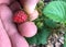 A ripe red strawberry being harvested