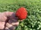 Ripe red strawberry berry in the hand on the background of a green field. Mobile photo