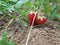 Ripe and red strawberry ready to break