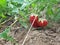 ripe and red strawberry ready to break