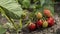 Ripe Red Strawberry Surrounded by Green Leaves, Close-up. Fresh Strawberries That Are Grown Organic Farm.