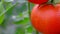 Ripe red tomato on branch