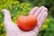 Ripe red tomato in the hand