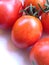 Ripe and red tomatoes