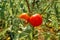 Ripe red tomatoes on a background of green foliage hanging on a tomato tree vine.