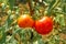 Ripe red tomatoes on a background of green foliage hanging on a tomato tree vine.