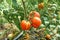 Ripe red tomatoes on a background of green foliage hanging on a tomato tree vine.