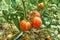 Ripe red tomatoes on a background of green foliage hanging on a tomato tree vine.