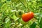 Ripe red tomatoes on a background of green foliage hanging on a tomato tree vine.