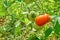 Ripe red tomatoes on a background of green foliage hanging on a tomato tree vine.