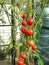 Ripe red tomatoes in greenhouse