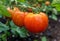 Ripe red tomatoes grow on branch in greenhouse. A photo of tomato on the vine