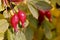 Ripe red wild rose berries on a background of variegated orange leaves. Medicinal plant, vitamin C