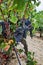 Ripe red wine grape ready to harvest, sandy vineyard in Camargue, Languedoc, France