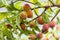 Ripe red and yellow peaches on branch