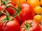 Ripe red and yellow tomatoes close up with green leaf and drops of water.