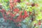 Ripe redcurrant fruits in the garden