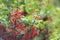 Ripe redcurrant fruits in the garden