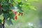 Ripe redcurrant fruits in the garden