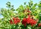 Ripe redcurrant, or red currant Ribes rubrum berries harvest on the red currant  bush in garden