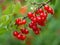 Ripe redcurrant, Ribes rubrum ready for harvest