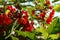 Ripe redcurrants on a bush in the garden on a sunny morning, close-up. Red currants glowing in the backlight of the sun