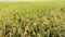 Ripe rice crops in Indian agricultural field.