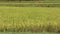Ripe rice field