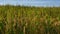 Ripe rice field, blue sky background, panning shot