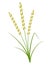 Ripe rice plant vector illustration