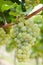 Ripe Riesling vine grapes