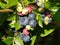 Ripe,ripening, and unripe blueberries