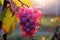 Ripe rose grape in the vineyard in late autumn, generated by AI