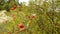 Ripe rose hips at a bush in autumn