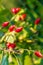 Ripe rose hips in the warm light of the sun rays at the evening sunset