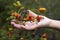 Ripe rose hips, Young woman collects crop of medicinal plants, background