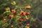 Ripe rose hips, Young woman collects crop of medicinal plants, background