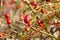 Ripe Rosehip berries maturing to make herbal medicinal tea, rosehip berries,