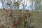 Ripe Rosehip berries maturing to make herbal medicinal tea, rosehip berries,