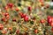 Ripe Rosehip berries maturing to make herbal medicinal tea, rosehip berries,
