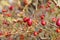 Ripe Rosehip berries maturing to make herbal medicinal tea, rosehip berries,