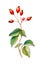 Ripe Rosehip berries on white background