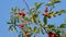 Ripe rosehip berry on a tree branch on a background of the sky. Red medicinal berry
