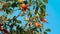 Ripe rosehip berry on a tree branch on a blue sky background