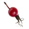 Ripe rosehip berry on a white background, isolate
