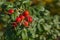 Ripe rosehip on a branch. Dog-rose red berries. Wild rose