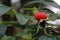 Ripe rosehip on a tree branch. Rosehip for treatment and consumption