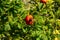 Ripe Rosehips On A Bush