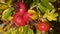 Ripe rosehips of Ramanas rose, Rosa rugosa